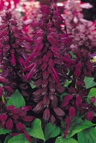 Salvia Purple Jumbo Six Pack