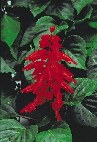 Salvia Red Six Pack
