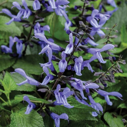 Salvia Rocking Blue Suede Shoes 2 Litre