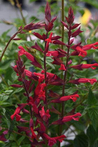 Salvia Roman Red 3 Litre