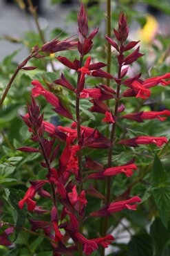 Salvia Roman Red 3 Litre