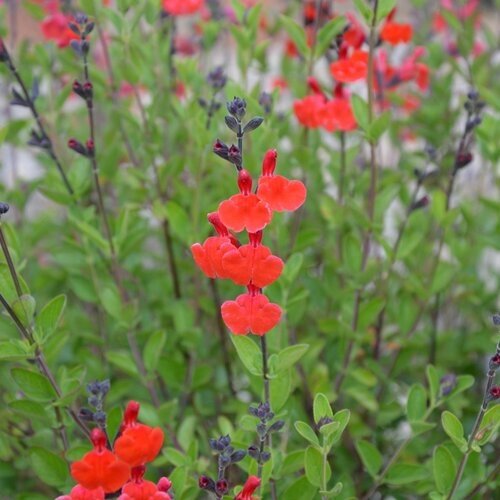 Salvia Royal Bumble Patio 7 Litre