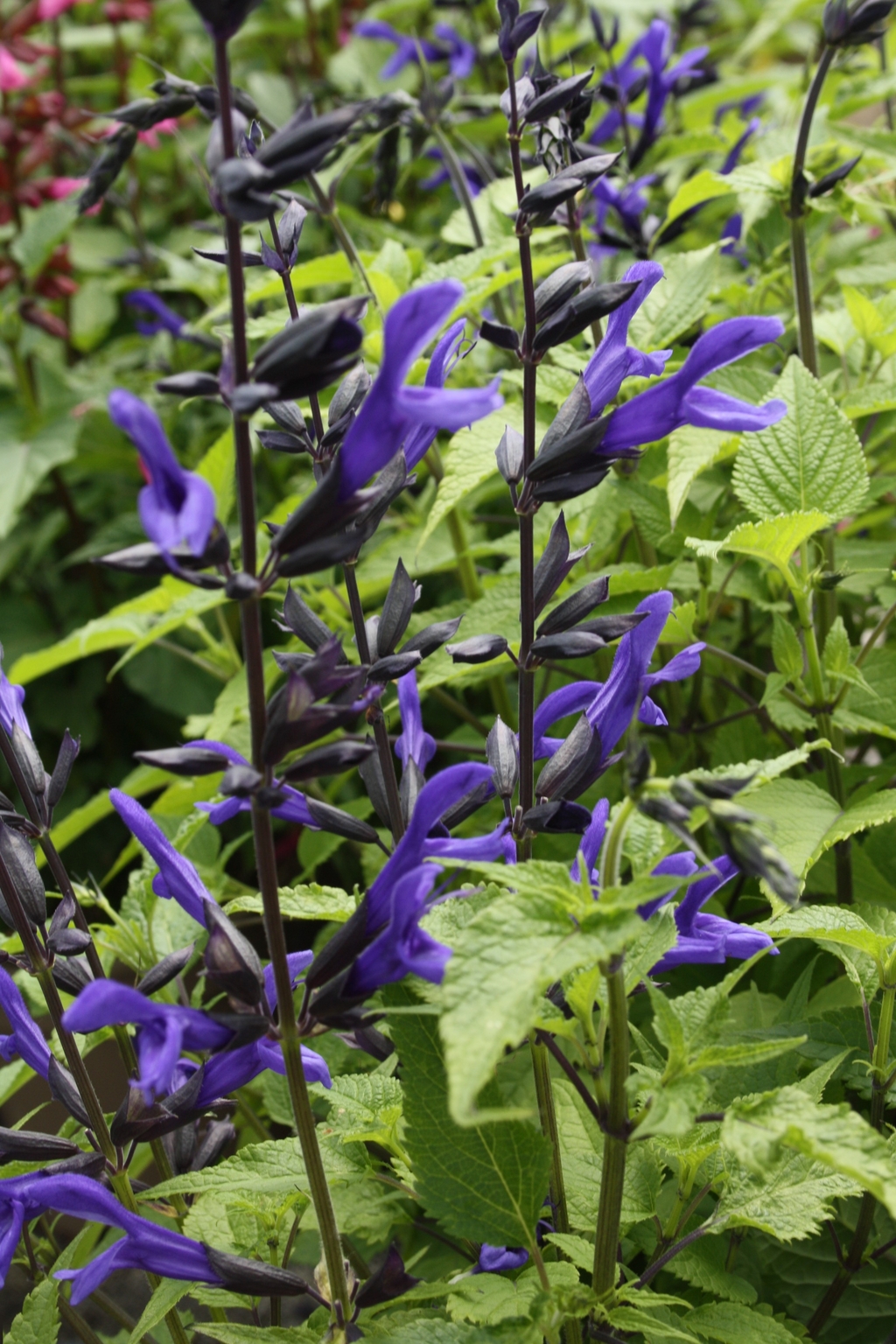 Salvia Salgoon Lake Baikal 2 Litre - Stewarts Garden Centre