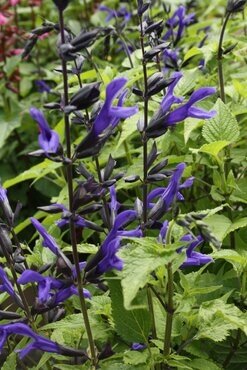 Salvia Salgoon Lake Blueberry 2 Litre
