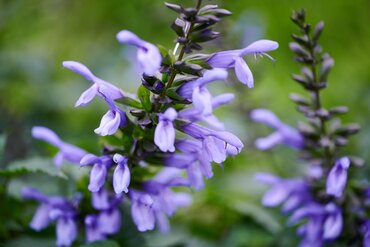 Salvia Salgoon Lake Como 2 Litre