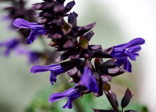 Salvia Salgoon Lake Como 2 Litre