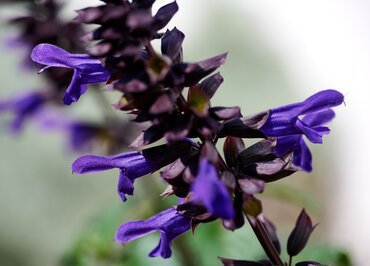 Salvia Salgoon Lake Como 2 Litre