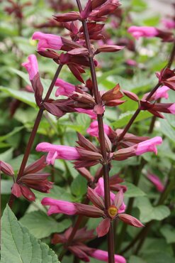 Salvia Salgoon Lake Garda 2 Litre