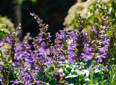 Salvia Salgoon Lake George 2 Litre