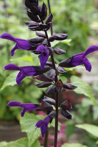 Salvia Salgoon Lake Onaga 2 Litre