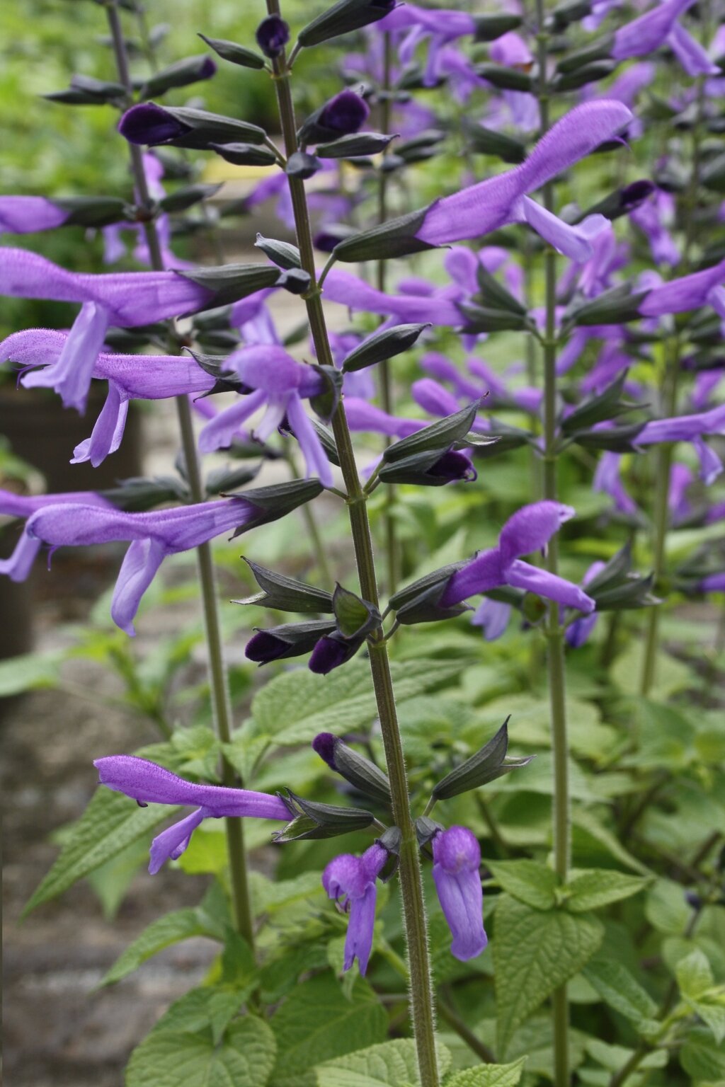 Salvia Salgoon Lake Titicaca 2 Litre - Stewarts Garden Centre