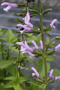 Salvia Salgoon Lake Victoria 2 Litre - Stewarts Garden Centre