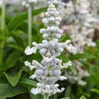 Salvia Sallyfun Snow White 2 Litre