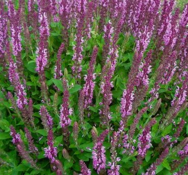 Salvia Sensation Deep Rose 3 Litre