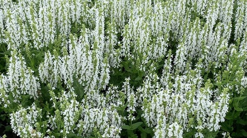 Salvia Sensation White 2 Litre
