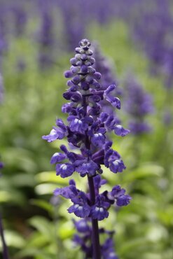 Salvia Velocity Blue 2 Litre