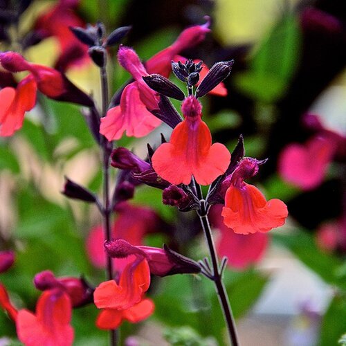Salvia Wine and Roses 3 Litre
