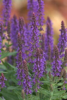 Salvia X Superba Merleau Blue 9cm