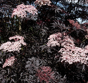 Sambucus 'Black Lace' 10 Litre