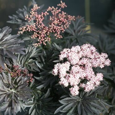 Sambucus 'Black Tower' 3 Litre