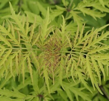 Sambucus 'Golden Tower' 10 Litre