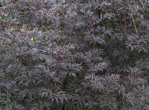 Sambucus nigra Black Beauty 12 litre - image 1