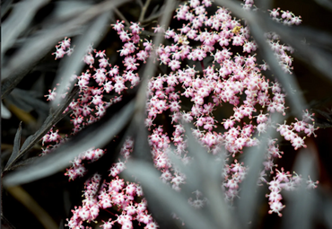 Sambucus nigra Black Beauty 12 litre - image 2