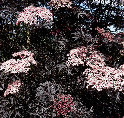 Sambucus nigra Black Lace 12 litre - image 1