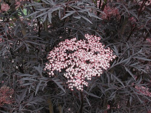 Sambucus nigra Black Lace 32cm