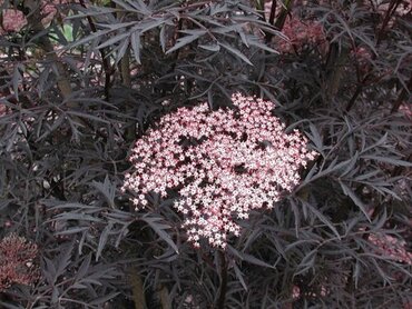Sambucus nigra Black Lace 32cm