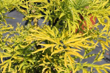 Sambucus nigra Golden Tower 12 Litre
