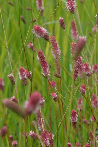 Sanguisorba Pink Tanna 3 Litre