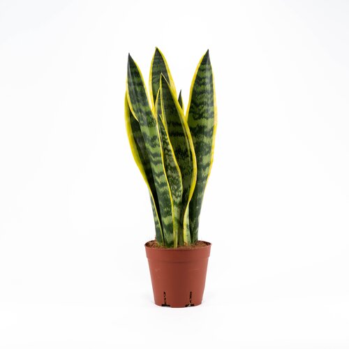 Sansevieria Laurentii 14cm