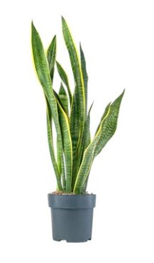 Sansevieria Laurentii 17cm