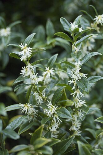 Sarcococca confusa 2 Litre