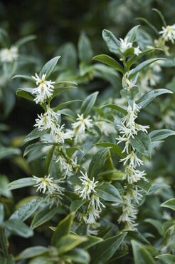 Sarcococca confusa 2 Litre