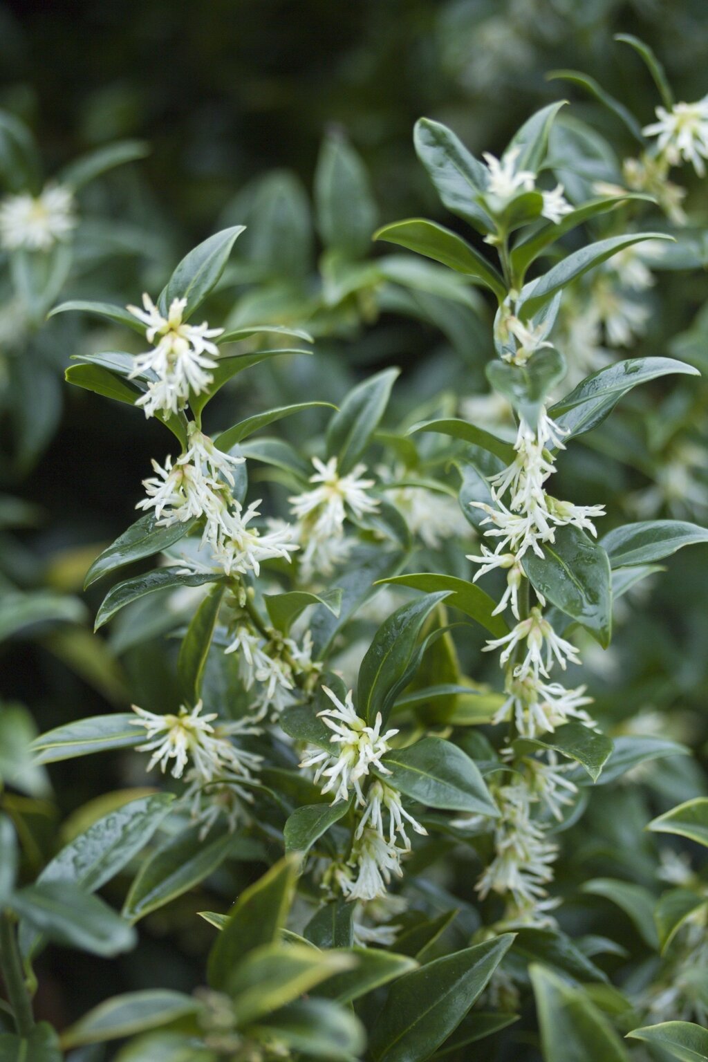 Sarcococca hotsell