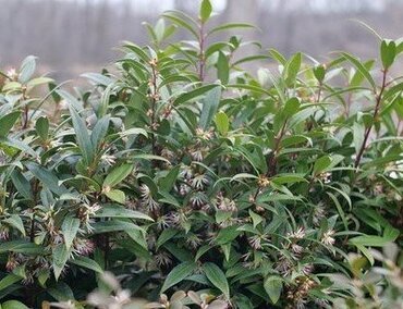 Sarcococca hookeriana 5 Litre