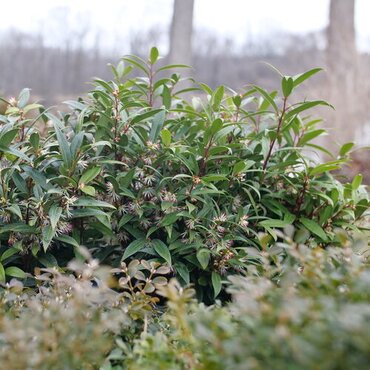 Sarcococca Orientalis 3 Litre