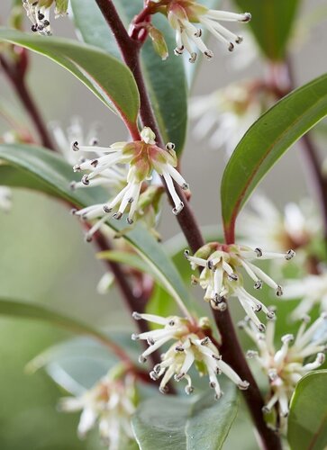 Sarcococca Purple Gem 3.4 Litre - image 1
