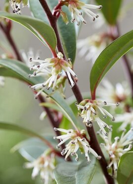 Sarcococca Purple Gem 3.4 Litre - image 1