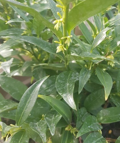 Sarcococca ruscifolia 5 Litre