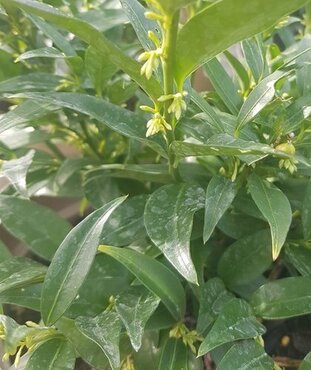Sarcococca ruscifolia 5 Litre