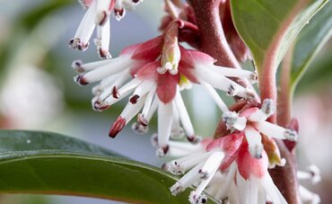Sarcococca Winter Gem 3.4 Litre - image 1