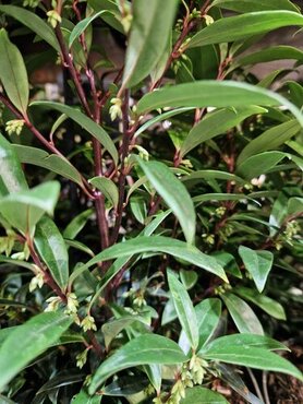 Sarcococca Winter Gem 5 Litre
