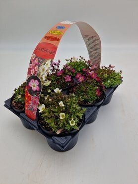 Saxifraga (Alpine) 6 Pack - image 2