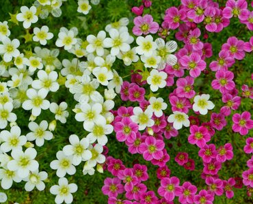 Saxifraga (Alpine) 6 Pack - image 1