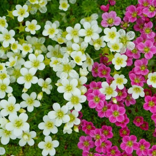 Saxifraga (Alpine) 6 Pack - image 1