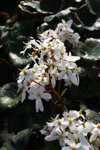 Saxifraga Dancing Pixies Thea 2 Litre