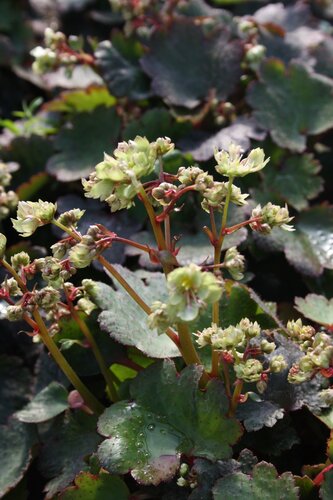 Saxifraga Dancing Pixies Tiana 2 Litre